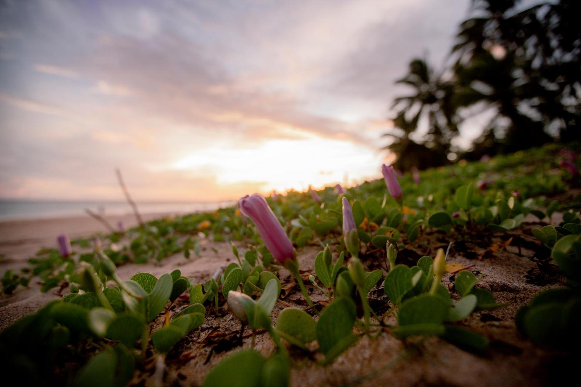 Helios Beach Resort Tangalle Kültér fotó